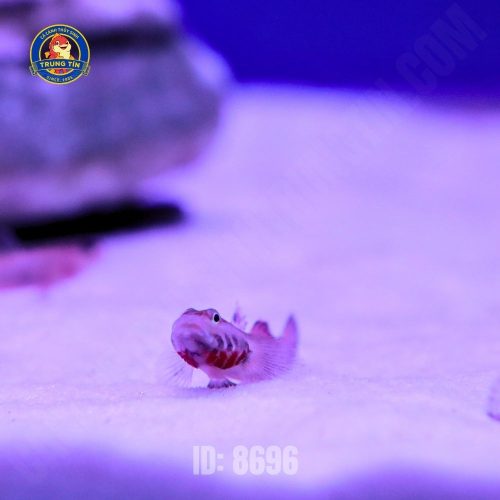 Cá Bống Tê Giác - Hình 1