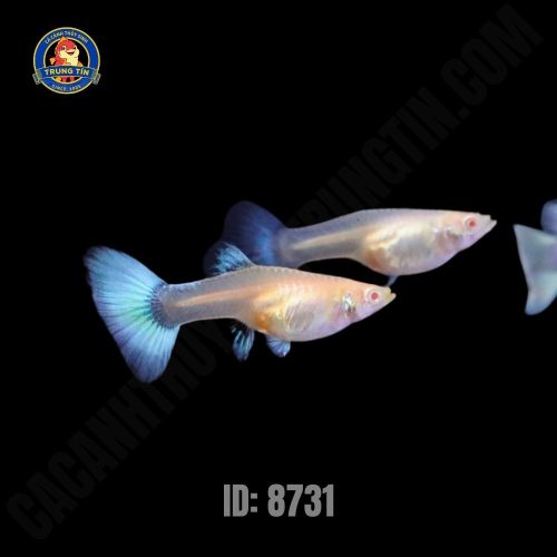 Cá Bảy màu Blue Topaz - Hình 1