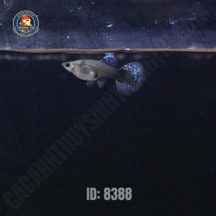 Cá Bảy màu Dumbo (cặp)