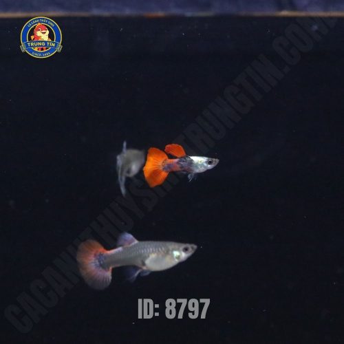 Cá bảy màu Dumbo Ribbon (cặp)