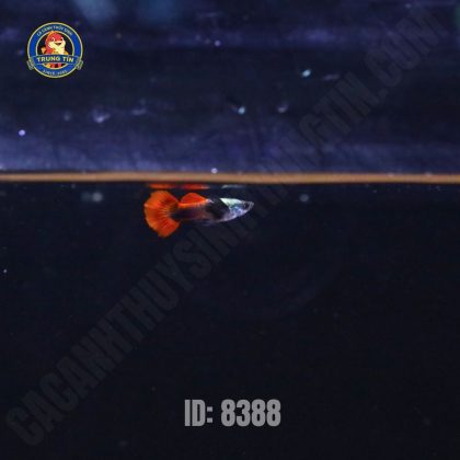 Cá Bảy màu Dumbo (lẻ)