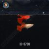 Bảy Màu Full Red (cặp)