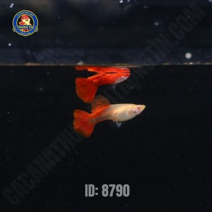 Bảy Màu Full Red (cặp)