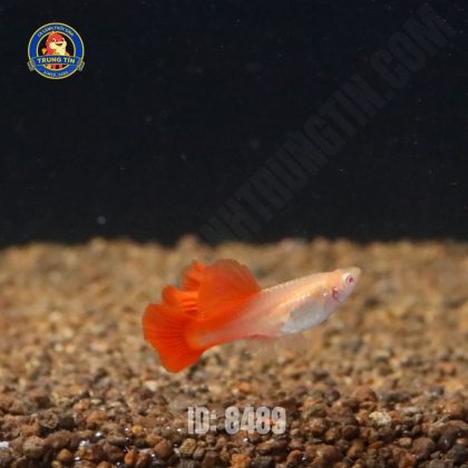 Cá bảy màu full red - Hình 1