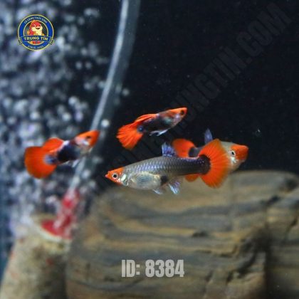 Cá Bảy màu Koi Black (lẻ)