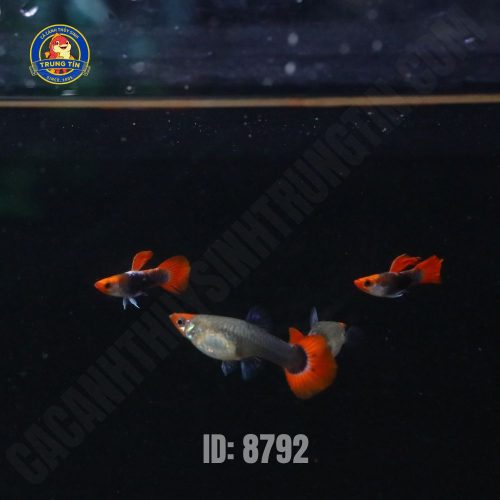 Cá Bảy màu Koi Black