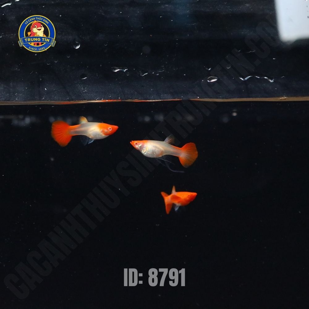 c-by-mu-koi-red-cp-1