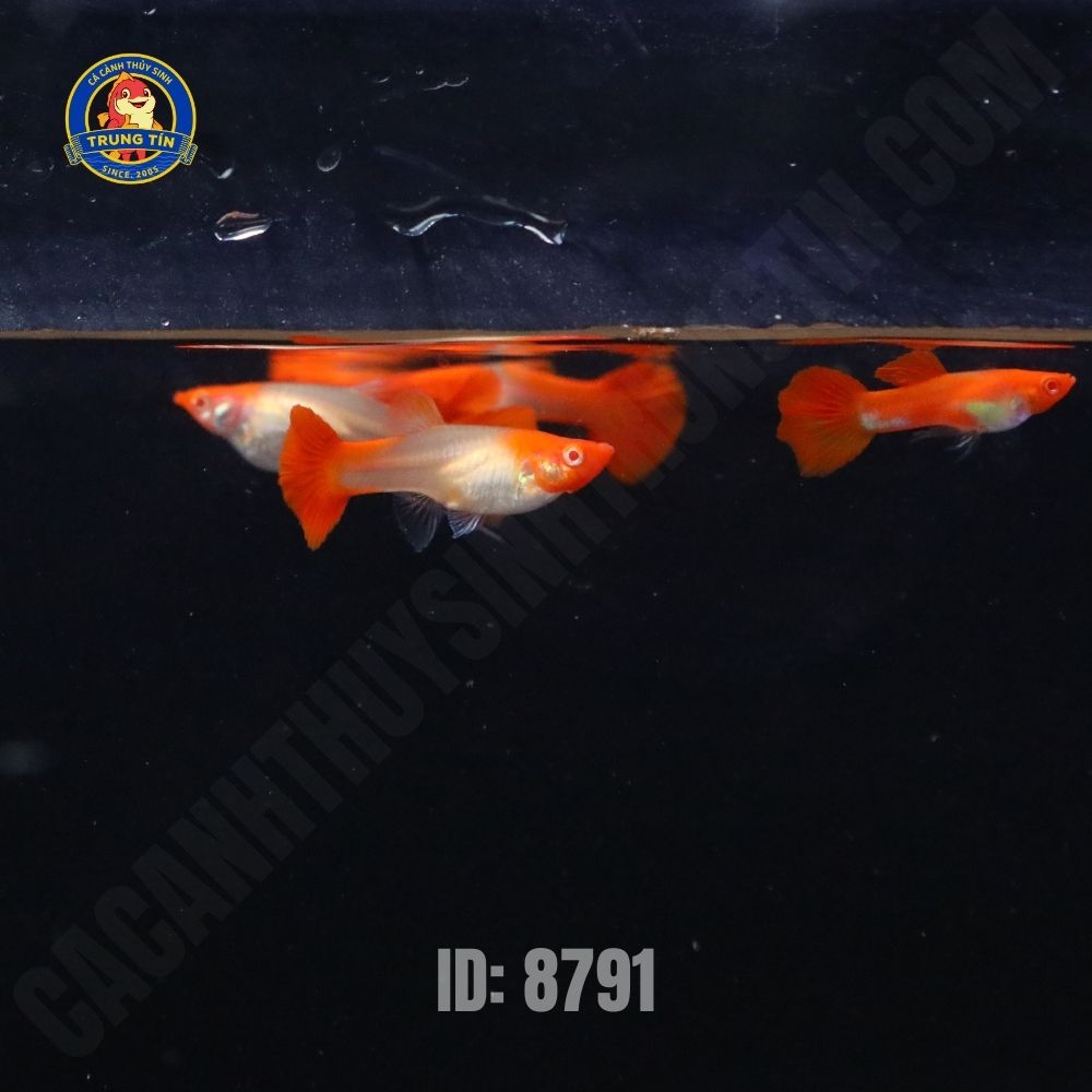 c-by-mu-koi-red-cp-2