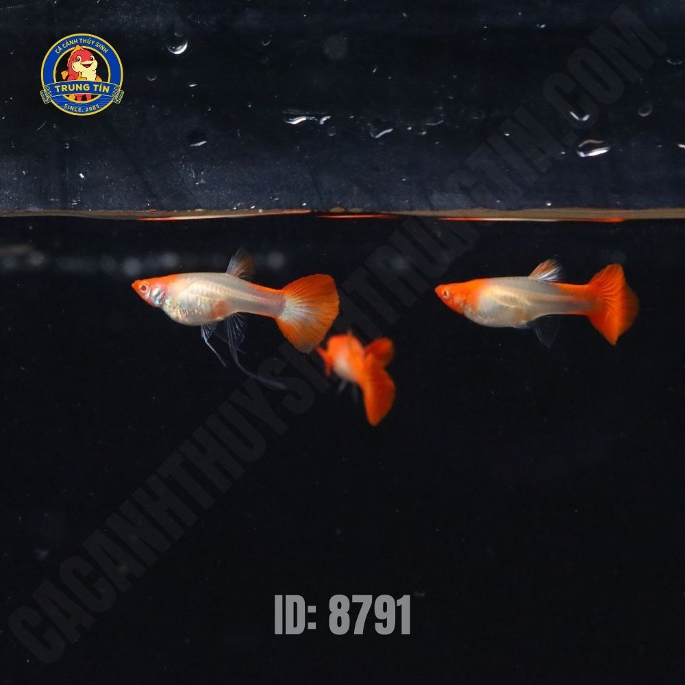 c-by-mu-koi-red-cp-3