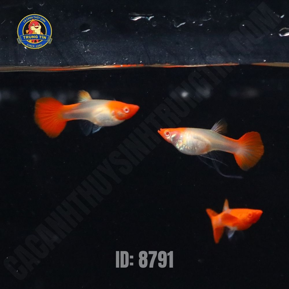 c-by-mu-koi-red-cp-5