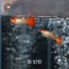 Cá Bảy màu Koi Red (lẻ)
