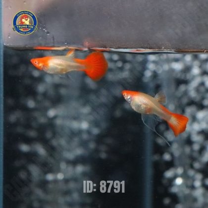 Cá Bảy màu Koi Red (cặp)