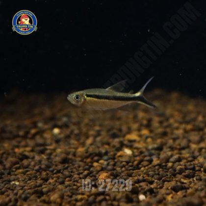 Cá Chim Cánh Cụt (Thayeria boehlkei)