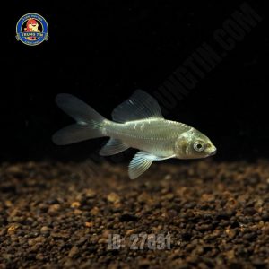 Chép phi tần mèo vây xám mini