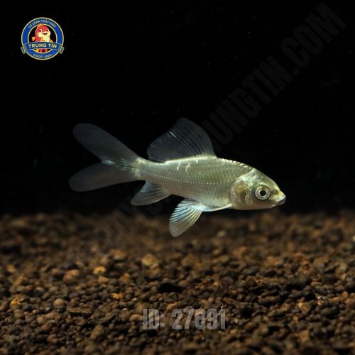 Chép phi tần mèo vây xám mini