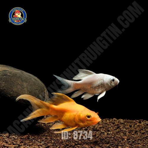 Cá chép sư tử mini mix màu size 5-9cm