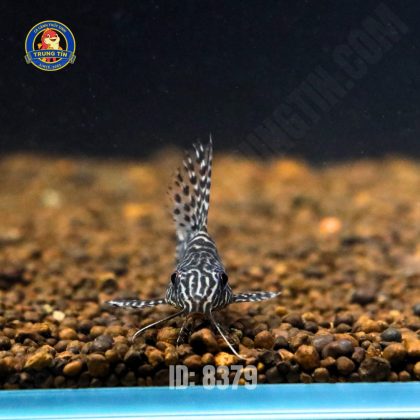 Chuột Mã Thiên (bơi ngửa)
