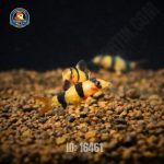 Cá Chuột Mỹ Mini - Hình 1