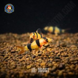 Cá Chuột Mỹ Mini - Hình 1