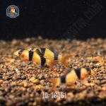 Cá Chuột Mỹ Mini - Hình 2