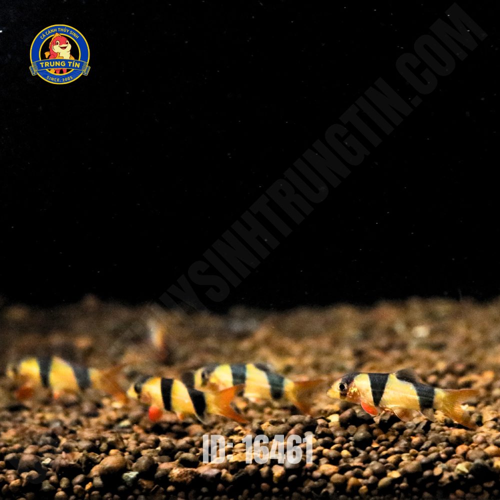 Cá Chuột Mỹ Mini - Hình 3