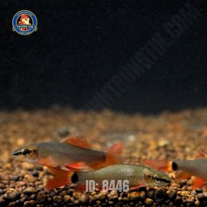 cá chuột thái đen - Hình 1