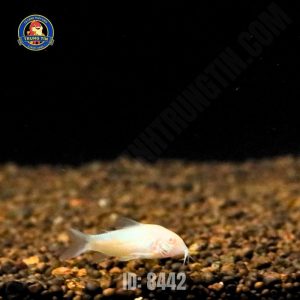 CHUỘT TRẮNG ABINO