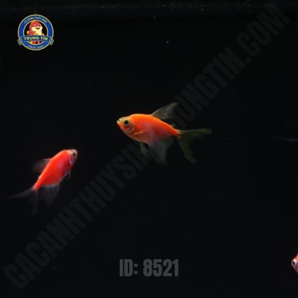 Cá cánh buồm dạ quang cánh tiên