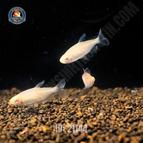 Cá Congo Albino
