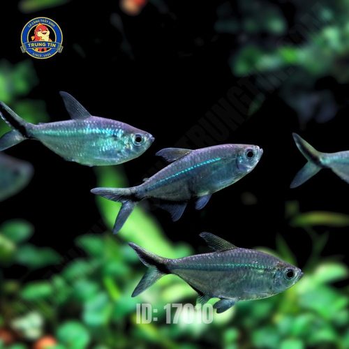 Cá Cắt Kéo - Hình 2