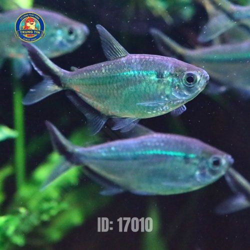 Cá Cắt Kéo - Hình 3