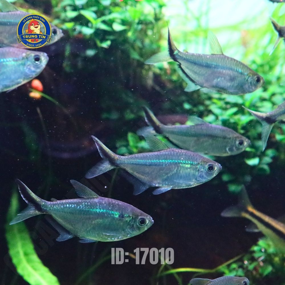 Cá Cắt Kéo Cá Cắt Kéo - Hình 4