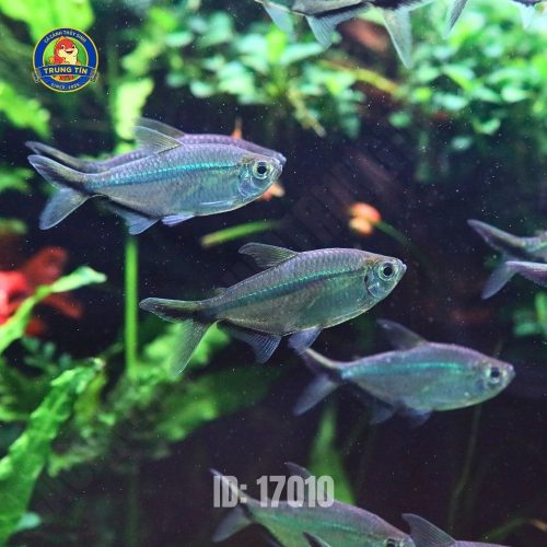 Cá Cắt Kéo - Hình 5