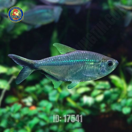 Cá Cắt Kéo - Hình 1