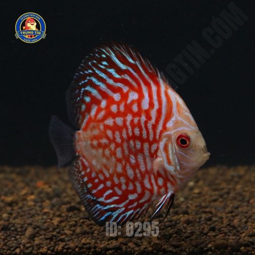 Cá đĩa (Discus) size 6-8cm