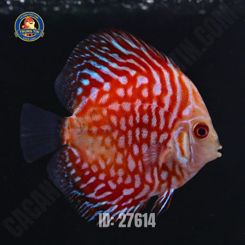 Cá dĩa Bồ Câu size 10 - 12cm - Hình 1