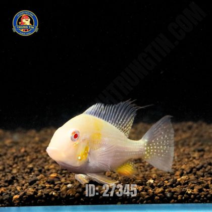 Cá cảnh - Hình 1