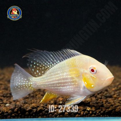 Cá Hải hồ abino 4-5cm - Con - Hình 1