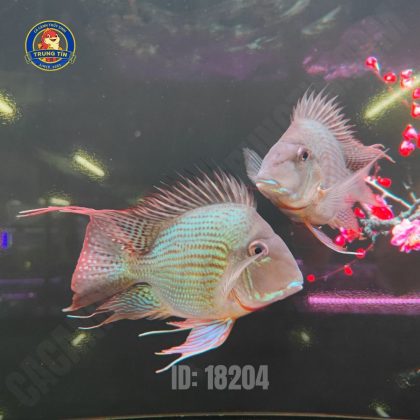Cá Hải Hồ Short Body