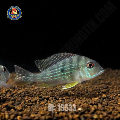 Hải hồ đầu đỏ