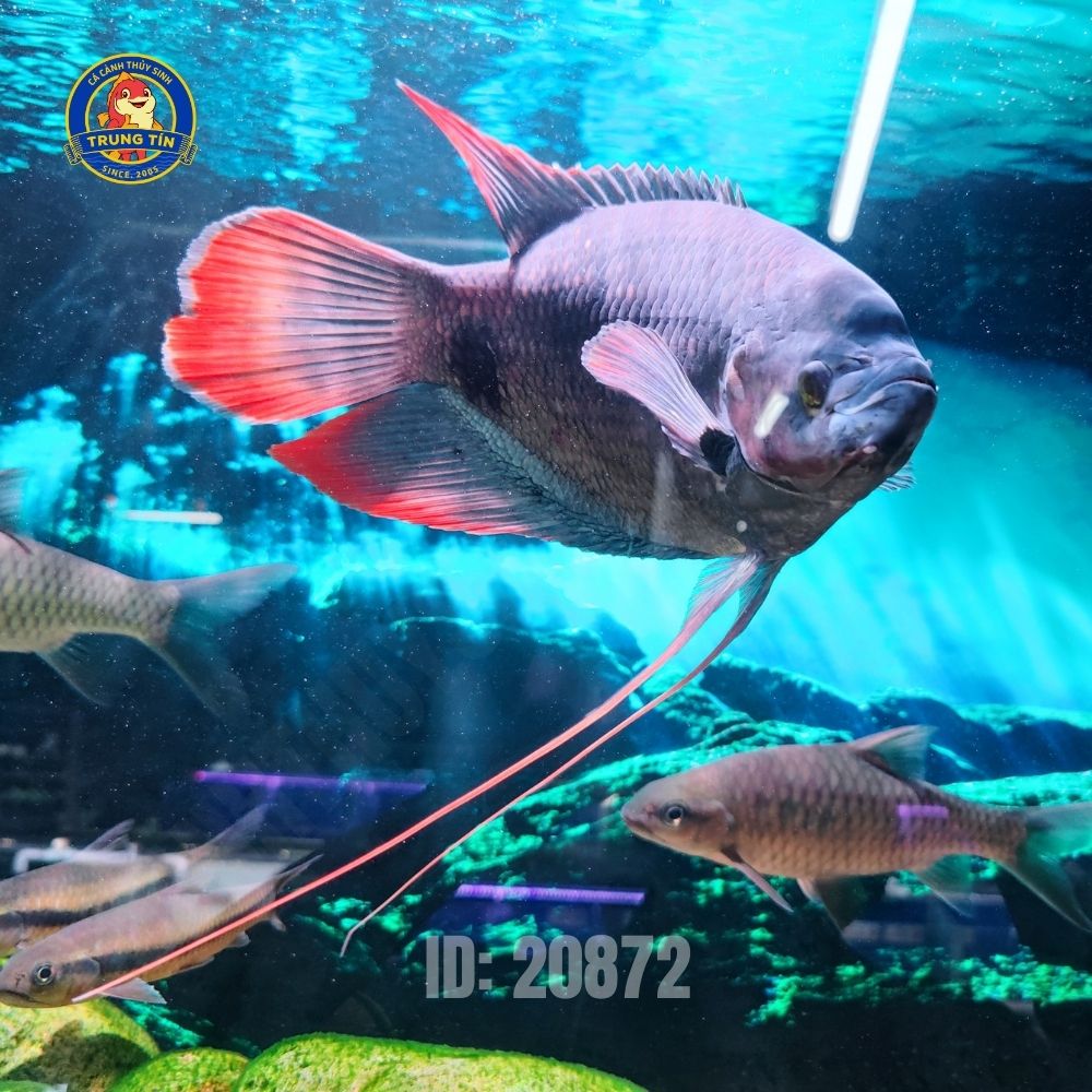Cá Hồng Kỳ Phát Tài - Hình 2