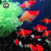 Hồng Kim Koi Short