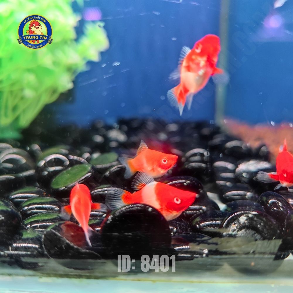 cá hồng kim koi short - Hình 2