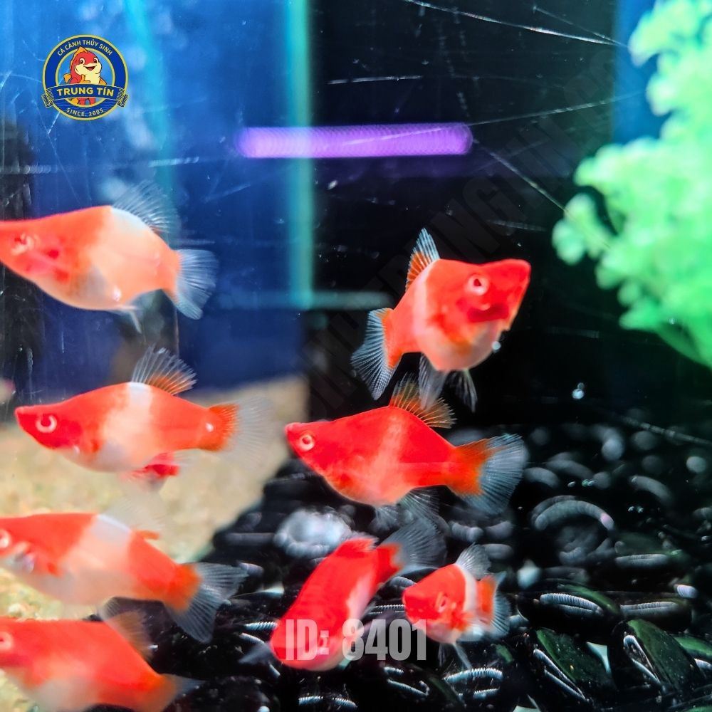 cá hồng kim koi short - Hình 3