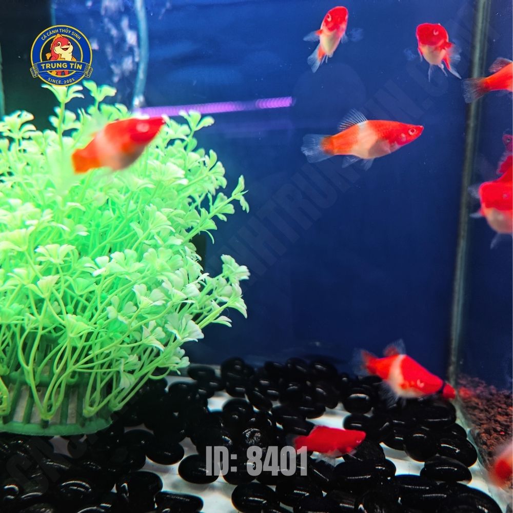 cá hồng kim koi short - Hình 4