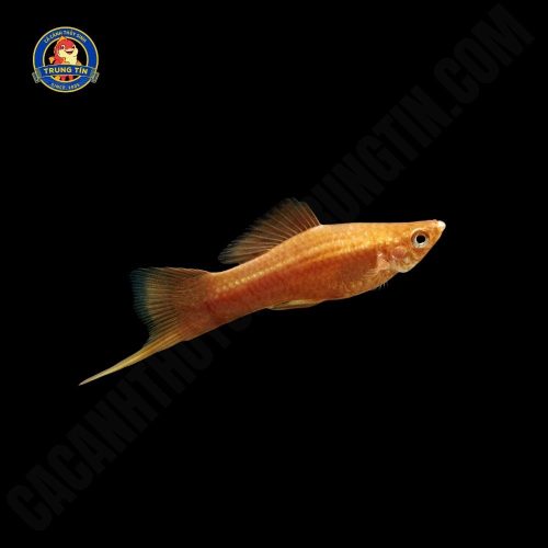 cá hồng kim đuôi kiếm - Hình 1