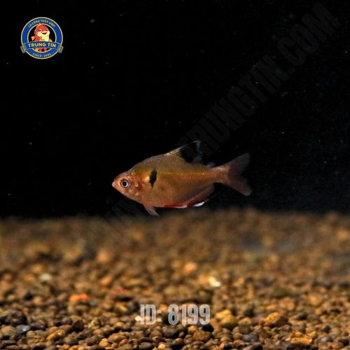 cá hồng nhung vây ngắn - Hình 1