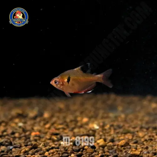 cá hồng nhung vây ngắn - Hình 1