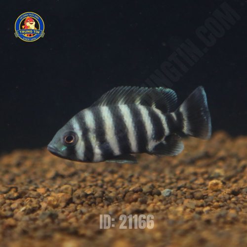 cá hoàng tủ châu phi lớn - Hình 1