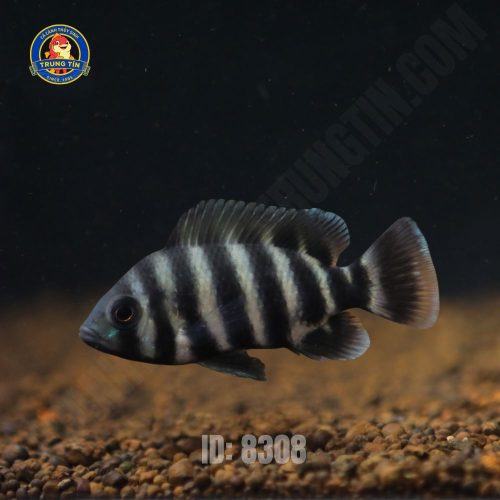 HOÀNG TỬ CHÂU PHI LỚN